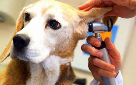 Ухото акари при кучета, третирани с видео среда у дома