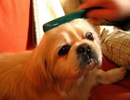 Постригване на кучета