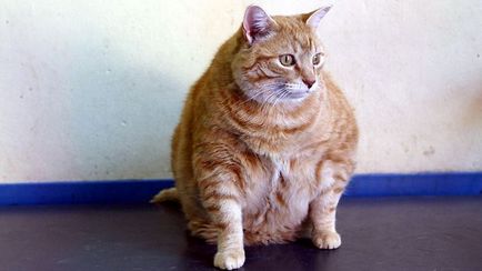 Тегло Британска котка