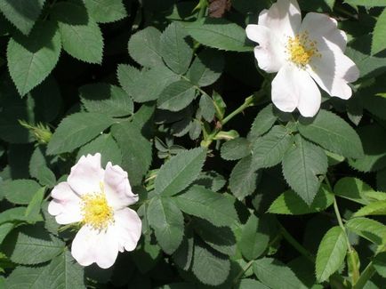 Култивирането и размножаването на катерене рози
