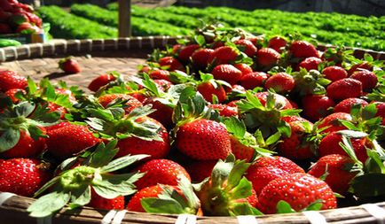 отглеждането на ягоди в открит терен съвети за градинари