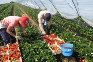отглеждането на ягоди в оранжерии целогодишно - Съвети cottagers