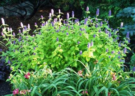 Култивиране Agastache (lofanta)