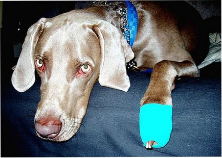 Разместване на куче лапа симптоми и лечение