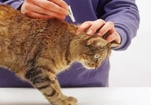 Въшките при котки снимка и правила за борба с паразитни инфекции