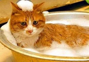 Въшките при котки снимка и правила за борба с паразитни инфекции