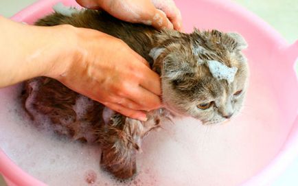 Въшките в котки симптоми, лечение, мерки за предотвратяване на