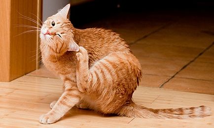 Въшките в котки симптоми, лечение у дома