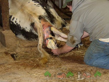 Всички видове крава и теле раждане фото и видео преглед