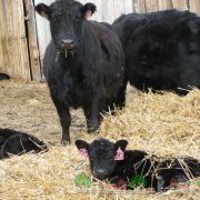 Всички видове крава и теле раждане фото и видео преглед