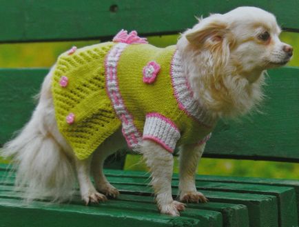 Плетени дрехи за кучета със собствените си ръце инструкциите, съвети и снимки