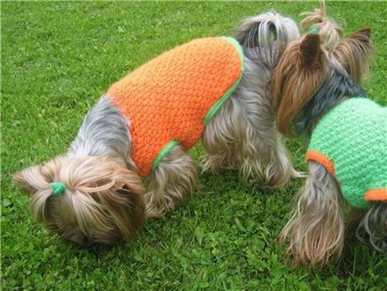 Плетени дрехи за кучета със собствените си ръце инструкциите, съвети и снимки