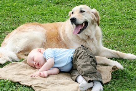 Възрастен куче и малко дете