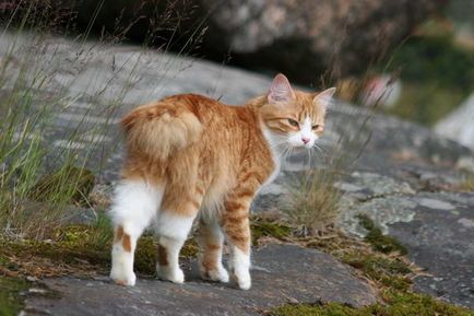 Характеристики на породи котки реверанс