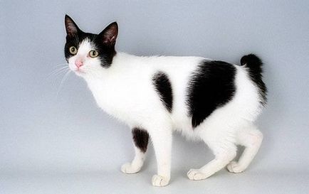 Характеристики на породи котки реверанс