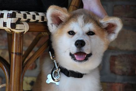 Японски породи кучета - отражение