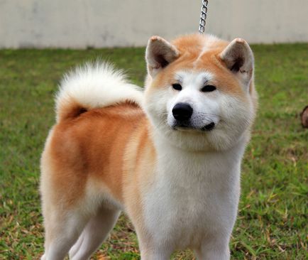 Японски породи кучета - отражение