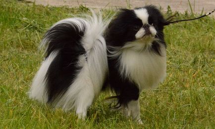 Японски породи кучета със снимки и имена на представители с общ преглед на всички описание