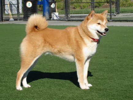 Японски породи кучета, тяхното описание и снимка