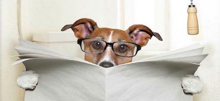 Запек при кучета 🐶 какво да прави и как да се лекува в домашни условия (запек при кучета) Запек при кучета 🐶 какво да прави и как да се лекува у дома