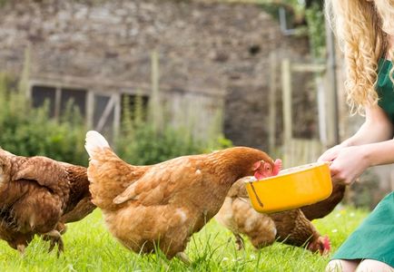 Зимни и летни диета хранене на кокошки носачки у дома как правилно да и как да се хранят, видео