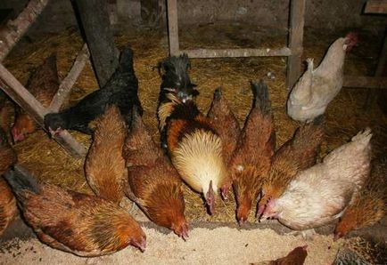 Зимни и летни диета хранене на кокошки носачки у дома как правилно да и как да се хранят, видео