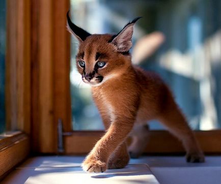 10 Най-красивите котки на земята
