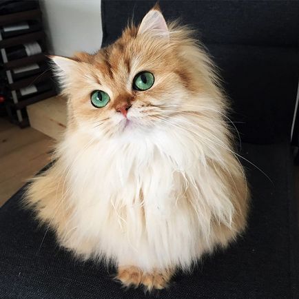 10 Най-красивите котки на земята