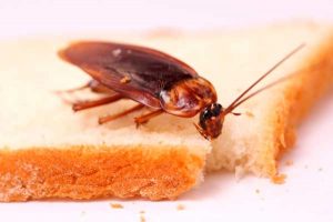 5 ефективни начини да се отървете от хлебарки в апартамент в дома завинаги, семейство,