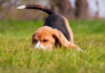 7 най-често срещаните митове за кучета