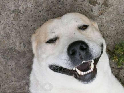 Алабай (Централна Азия Shepherd) куче снимка, цена, описание порода, характер, видео