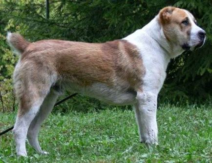 Алабай (Централна Азия Shepherd) куче снимка, цена, описание порода, характер, видео
