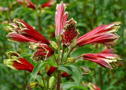 Alstroemeria (55 снимки) характерните цветове, на най-добрите сортове, засаждане, грижи, поливане, торене,