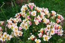 Alstroemeria (55 снимки) характерните цветове, на най-добрите сортове, засаждане, грижи, поливане, торене,