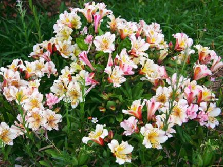 Alstroemeria - особено отглеждане цветя