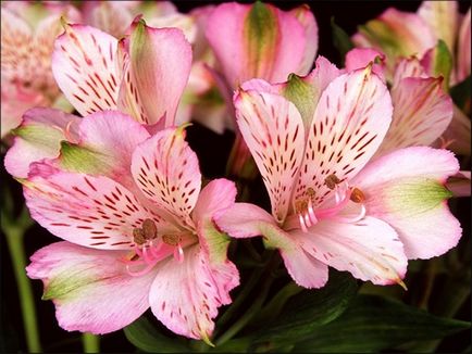 Alstroemeria - особено отглеждане цветя