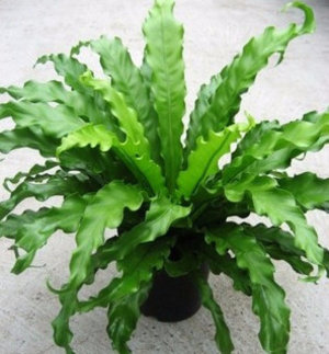 Asplenium (spleenwort) засаждане и грижи в дома