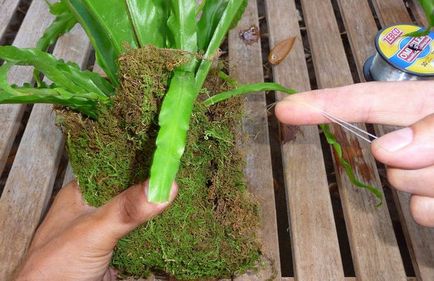 Asplenium (spleenwort) засаждане и грижи в дома