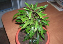Asplenium грижи и репродукция в дома, гледки, снимки и описание на растението