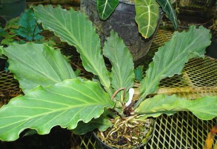 Asplenium грижи у дома, снимки и видео (грижи) Asplenium грижи у дома, фото и видео