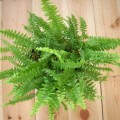 Asplenium грижи у дома, снимки и видео (у дома) Asplenium грижи у дома, фото и видео