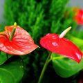 Asplenium грижи у дома, снимки и видео (дом Компетентен поливане) Asplenium грижи у дома, фото и видео