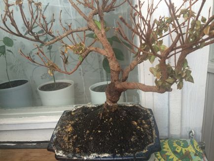 Azalea трансплантация и грижи у дома след покупката (азалия трансплантация и грижи след покупката) Azalea трансплантация и грижи у дома след покупката