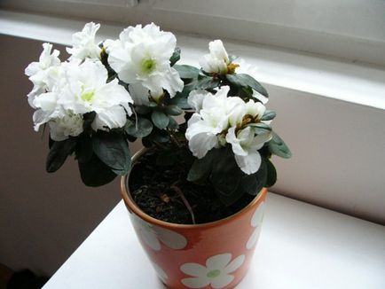 Azalea трансплантация и грижи у дома след покупката (условия) Azalea трансплантация и грижи у дома след покупката