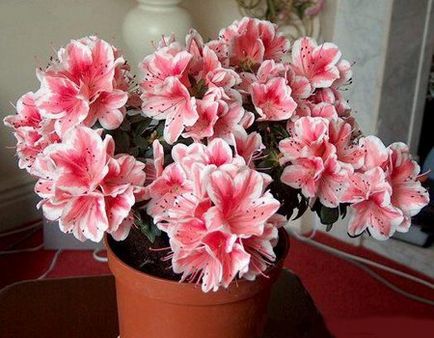 Azalea трансплантация и грижи у дома след покупката (азалия) Azalea трансплантация и грижи у дома след покупката