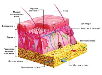 Азбука за кожата козметолог (част 3) структура хиподерма