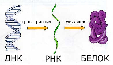 Вируси и бактерии - основните принципи на лечение