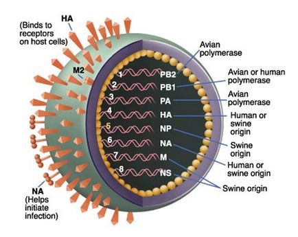 Вируси и бактерии - основните принципи на лечение