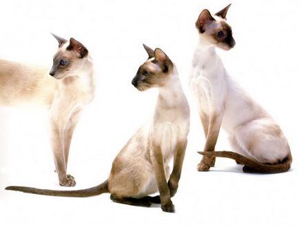 Балийски котка (балийски) снимки, цена, естеството на порода, грижи, видео