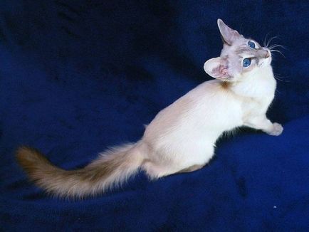 Балийски котка (балийски) снимки, цена, естеството на порода, грижи, видео